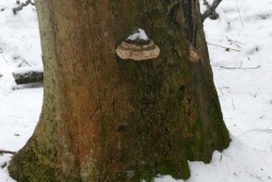 Conk Photo: Stephen Fox