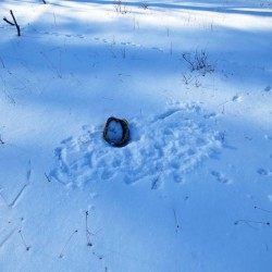 Coyote tracks Photo: Ben Haubrich