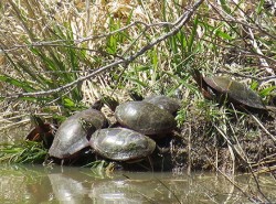 44_dead_creek_turtles.jpg