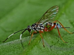 Wasp Photo: Charlie Schwarz