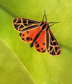 Tiger moth Photo: Frank Kaczmarek
