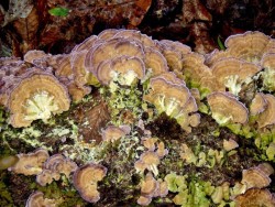 Violet toothed polypore Photo: Frank Kaczmarek