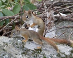 Squirrel outting Photo: Tom Anderson