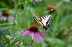 Swallowtail Photo: Karen Dapp
