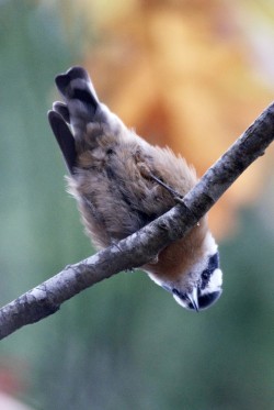 Nuthatch Photo: Kirk T. Gentalen