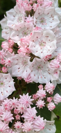 Mountain laurel Photo: Terryanne Gmelch