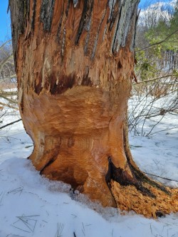 45-tassinari-beaver-artist.jpg Photo: Janice Tassinari