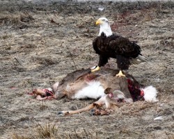 Eagle deer carcass Photo: Liz Thompson
