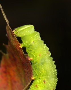 Sphinx caterpillar Photo: Christine Young