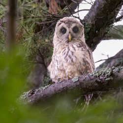 Barred owlet Photo: Danielle Durocher