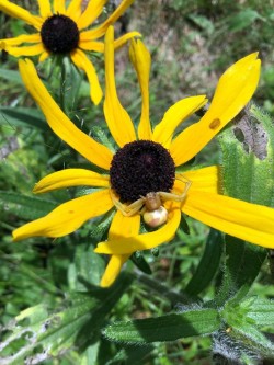 Crab spider Photo: Pam Landry