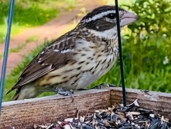 Grosbeak Photo: Matt DeLuca