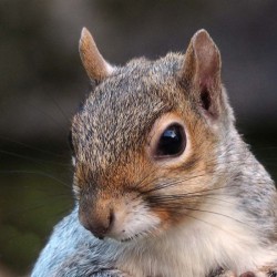 Gray squirrel Photo: Charlie Schwarz