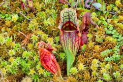 Pitcher plants Photo: Tom Grett