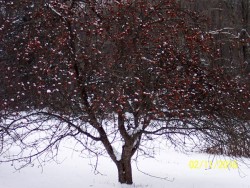 45_readsboro_apple_tree.jpg