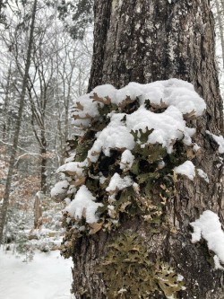 Winter lungwort Photo: Lee Toomey