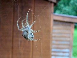 Spider web Photo: Stephen Fox