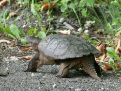 Snapping turtle Photo: Tom Anderson