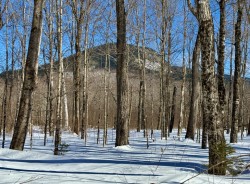 46-merchant-late-succession-hardwoods.jpg Photo: Roger Merchant