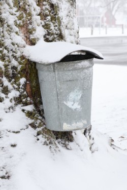 Snowy sugar season Photo: Leif Tillotson