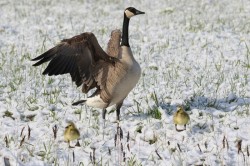 Goslings Photo: Jared Katz