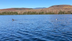 Loons Photo: Nancy Halloran
