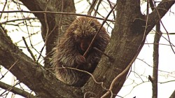 Porcupine Photo: Richard Philben