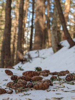 Pinecones Photo: Meaghan Winders