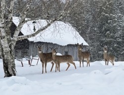 Snowy deer yard Photo: Sheri Larsen