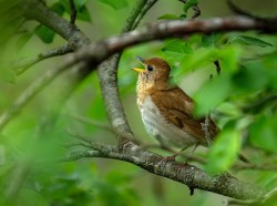 Veery singing Photo: Larry Litke