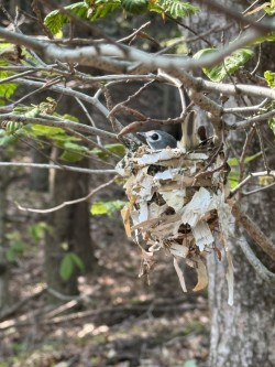 Vireo Photo: John McDonald