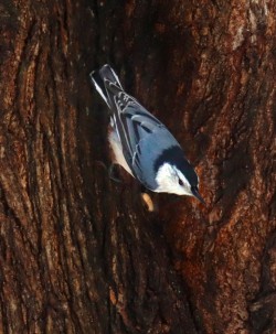 47-young-nuthatch_february.jpg Photo: Christine Young