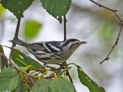Black and white warbler Photo: Charlie Schwarz