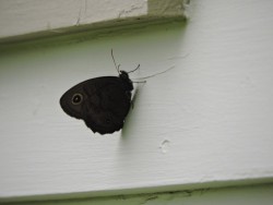 wood nymph Photo: Harriet Szanto