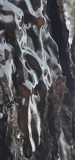 Ice tree Photo: Susan Lichty