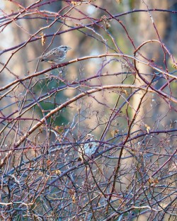 Song sparrow Photo: Ross Lanius