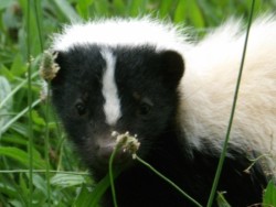 Skunk Photo: Tom Anderson
