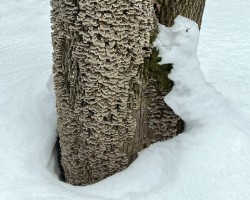 48-larsen-turkey-tail-fungus.jpg Photo: Sheri Larsen
