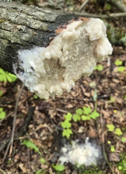 Substance oozing Photo: Leah Williamson