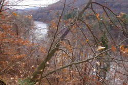 Beech tree Photo: Geoffrey Bluh