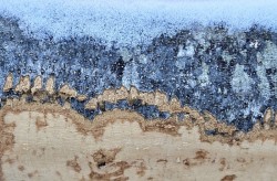 Beech bark Photo: Tammis Coffin