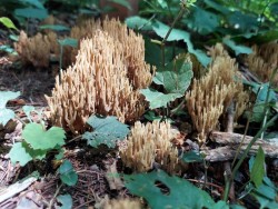 Coral fungus Photo: Katie