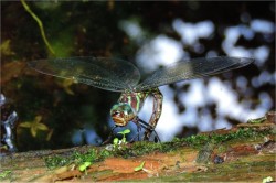 Swamp darner Photo: Tami Gingrich