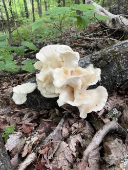 Oyster mushroom Photo: Gordon Gould