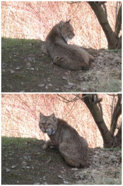 Backyard bobcat Photo: Jukka Konola