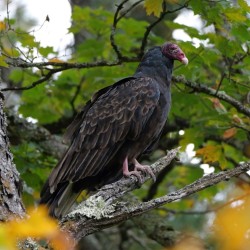 Turkey vulture Photo: Amy Quist