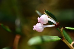 Bog rosemary flowers Photo: Liz Thompson