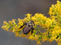 Carpenter bee Photo: Ross Lanius