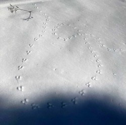 Snow tracks Photo: Alice B. Fogel