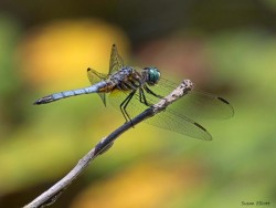 4_blue_dasher_p8030109.jpg